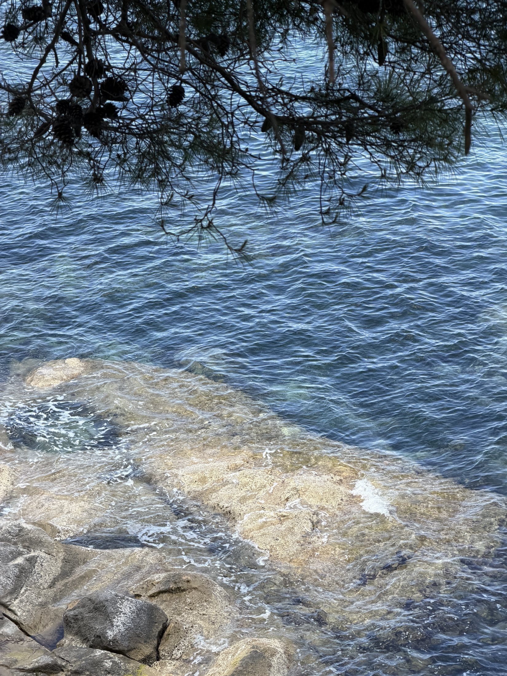 Clear Greek water beneath pine branches